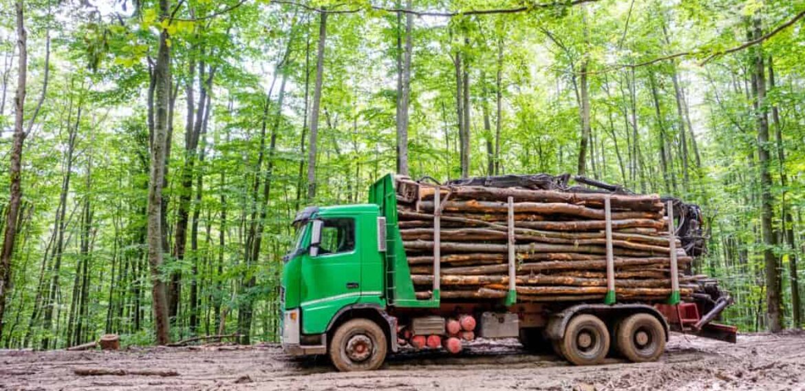 Tăierile ilegale | WWF lansează primul instrument pentru prioritizarea controalelor la ieșirea din pădure