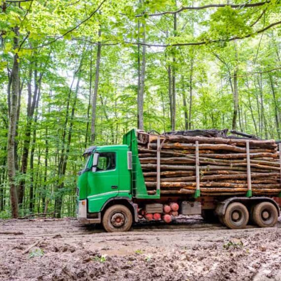 Tăierile ilegale | WWF lansează primul instrument pentru prioritizarea controalelor la ieșirea din pădure