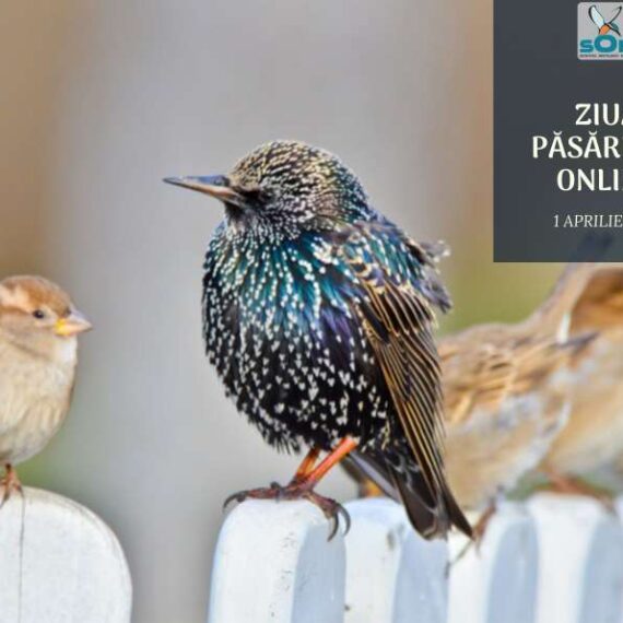 Ziua Păsărilor 2021: păstrați distanțarea socială, dar apropiați-vă de natură