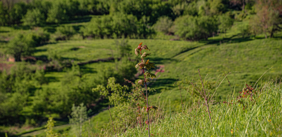 „Plantăm fapte bune în România” a împădurit 69 de hectare în această primăvară