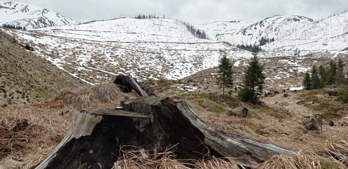 Conservation Carpathia: 100 hectare de pădure tăiate la ras vor fi reconstruite prin plantarea a 350.000 de puieți