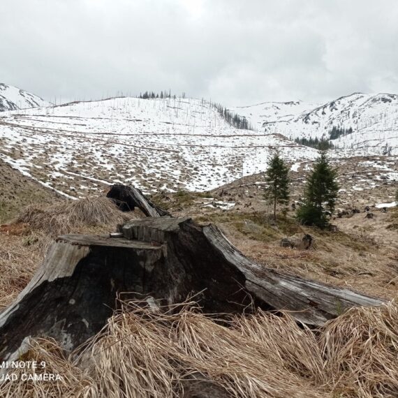 Conservation Carpathia: 100 hectare de pădure tăiate la ras vor fi reconstruite prin plantarea a 350.000 de puieți