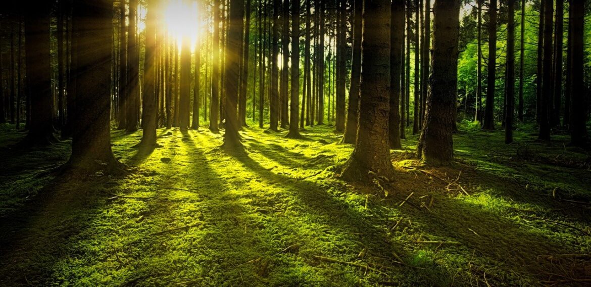 Raport: Aproximativ 30% dintre speciile de arbori din întreaga lume sunt în pericol de dispariţie