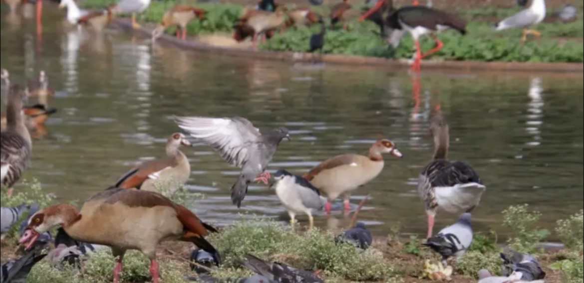 Studiu: Oamenii au provocat extincţia a cel puţin 469 de specii de păsări în ultimii 50.000 de ani