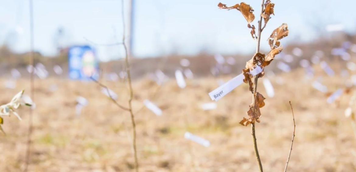 Bayer plantează pentru un viitor codru verde