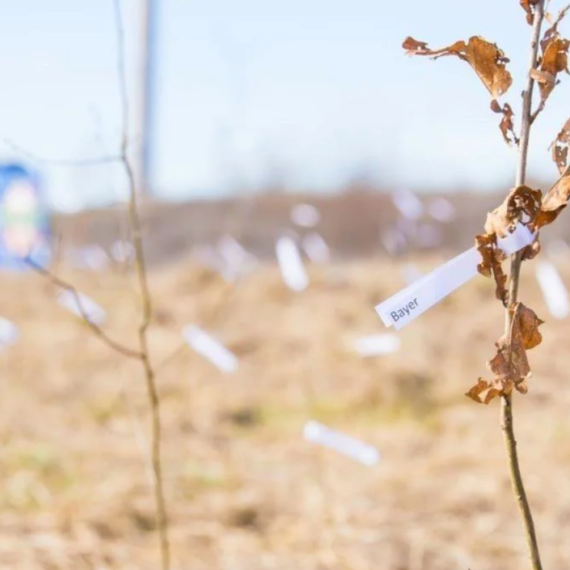 Bayer plantează pentru un viitor codru verde