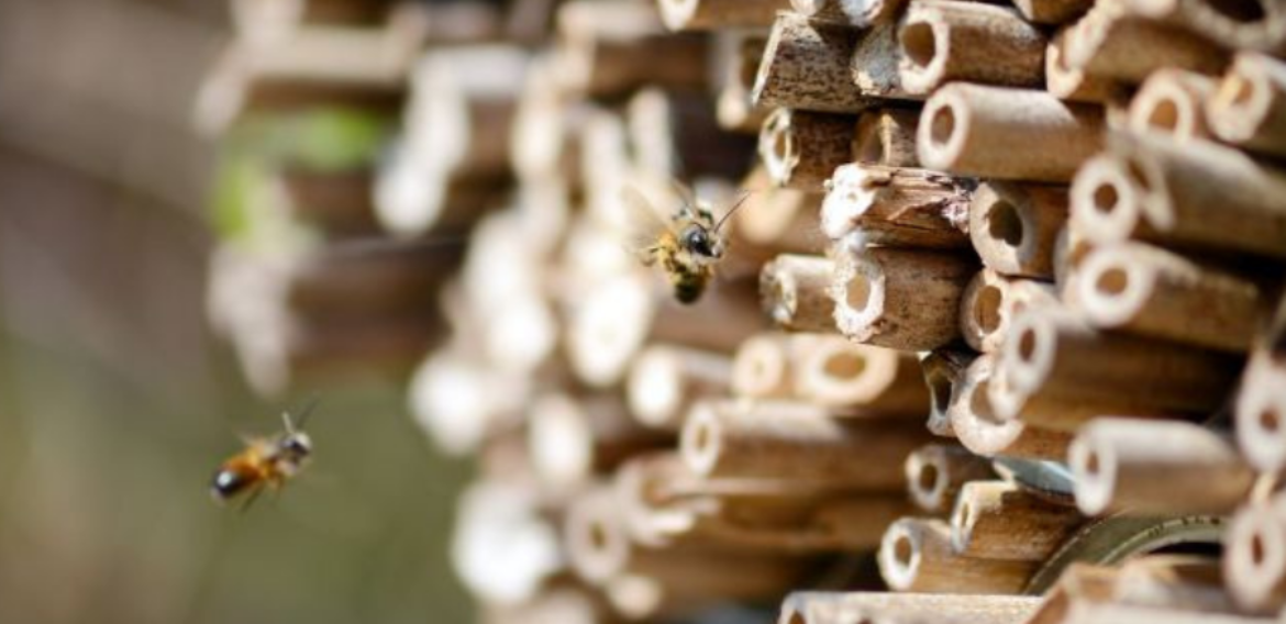 Mai multă biodiversitate în producția convențională de fructe și legume: Lidl și GLOBALG.A.P. lansează primul standard de biodiversitate la nivelul întregii industrii
