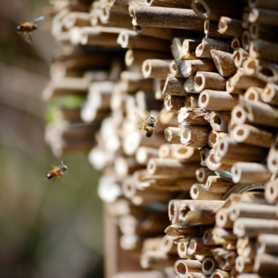 Mai multă biodiversitate în producția convențională de fructe și legume: Lidl și GLOBALG.A.P. lansează primul standard de biodiversitate la nivelul întregii industrii