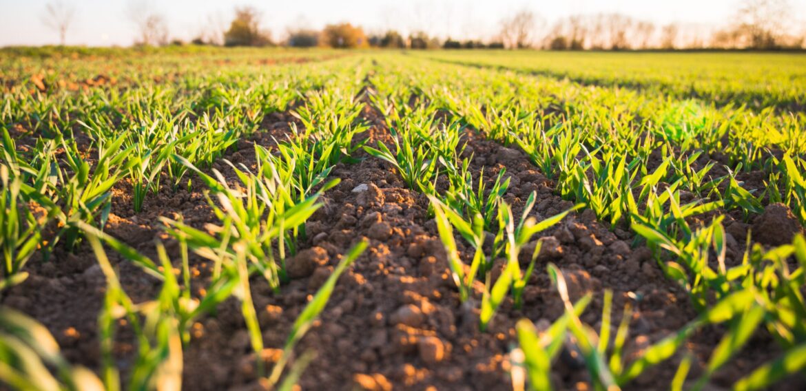 O universitate din România a înregistrat la ASRO primul standard local pentru agricultură ecologică