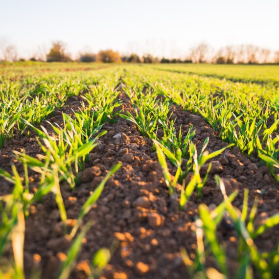 O universitate din România a înregistrat la ASRO primul standard local pentru agricultură ecologică