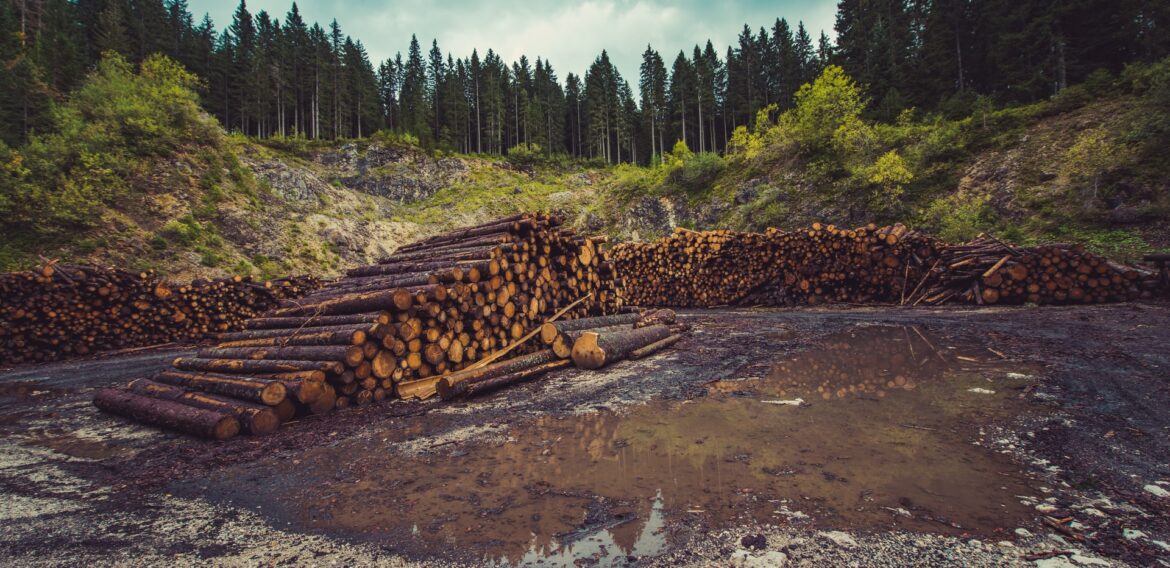 Războiul din Ucraina ar putea duce la mai multe defrișări și la distrugerea fondului forestier, din cauza perturbărilor produse în comerțul mondial cu lemn