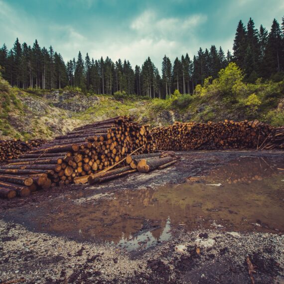 Războiul din Ucraina ar putea duce la mai multe defrișări și la distrugerea fondului forestier, din cauza perturbărilor produse în comerțul mondial cu lemn