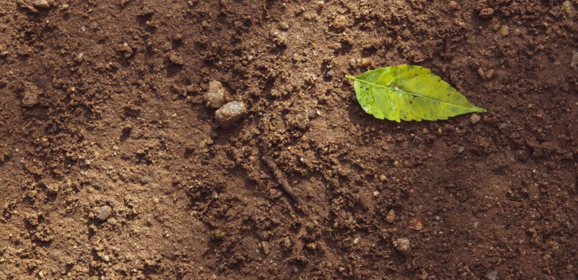Criza solului este o amenințare directă la adresa stabilității climatice și a siguranței alimentare
