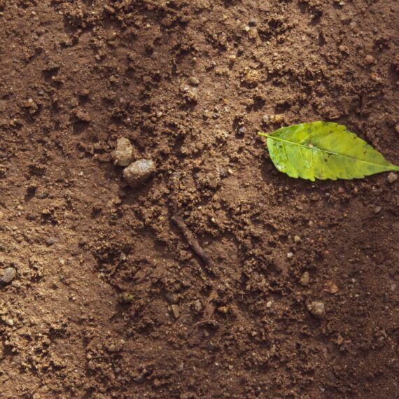 Criza solului este o amenințare directă la adresa stabilității climatice și a siguranței alimentare