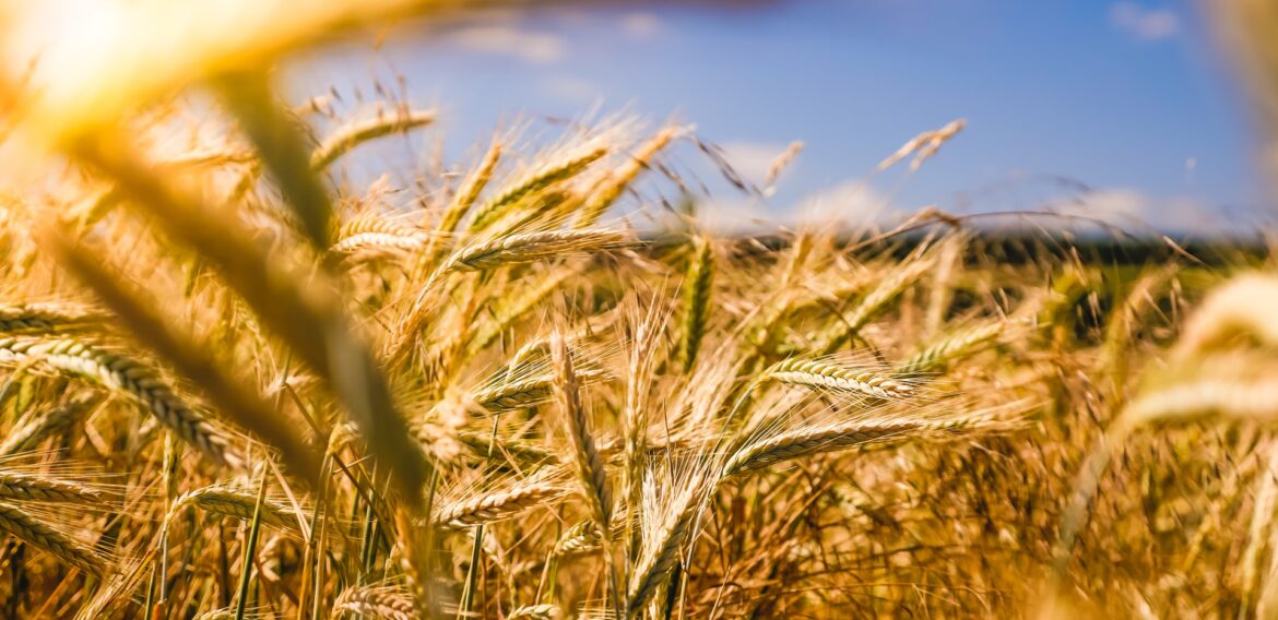 Raiffeisen Bank lansează a doua ediție GreenFields Academy, un program dedicat agriculturii sustenabile