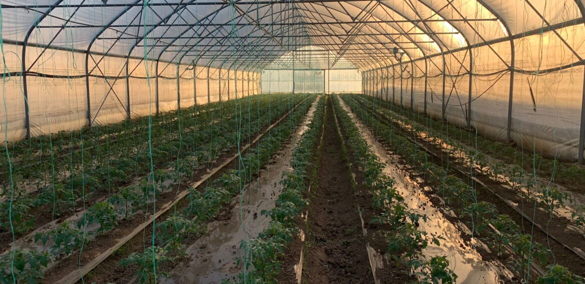 Asociația de antreprenoriat social Ateliere Fără Frontiere promovează agricultura ecologică și consumul de legume mai sănătoase