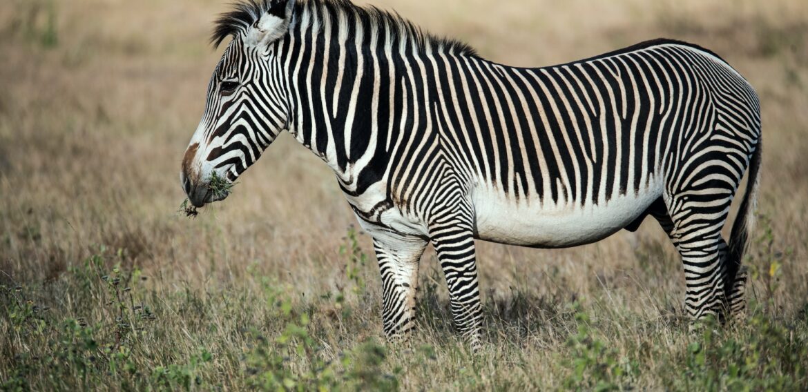 Cea mai dură secetă din ultimele patru decenii a făcut ravagii în fauna din Kenya