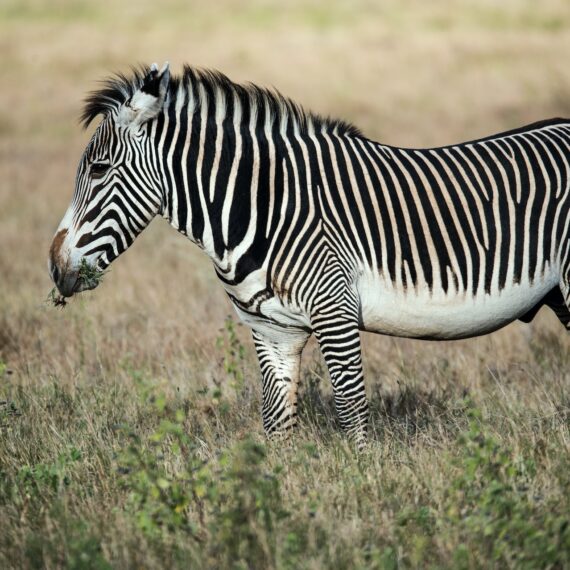 Cea mai dură secetă din ultimele patru decenii a făcut ravagii în fauna din Kenya