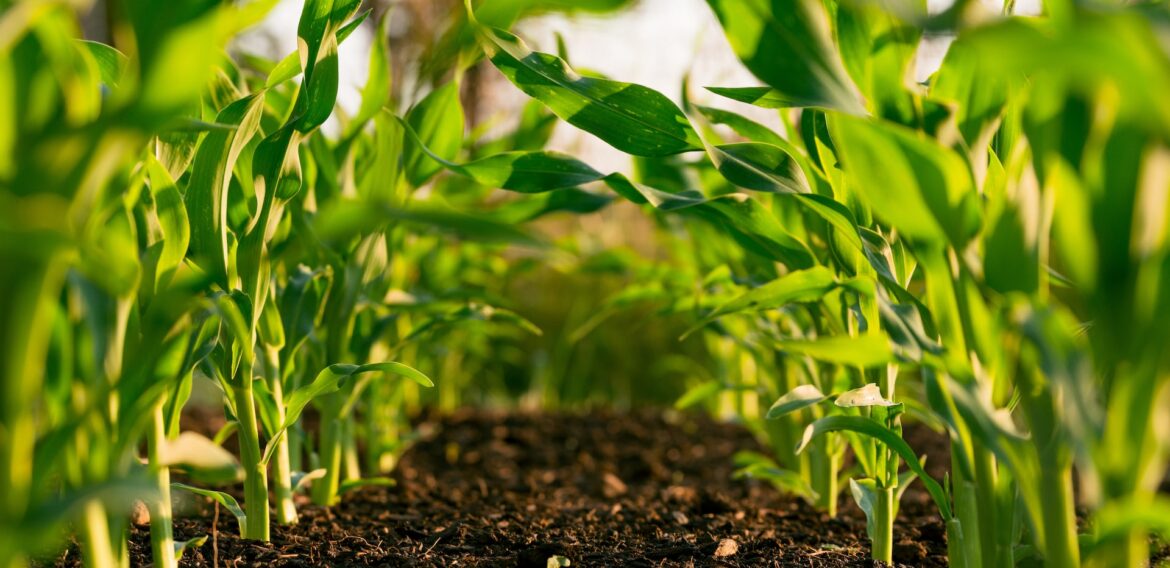 PepsiCo lansează un parteneriat strategic pentru a extinde practica agriculturii regenerative în SUA