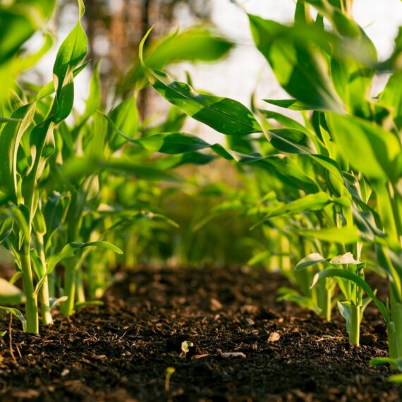 PepsiCo lansează un parteneriat strategic pentru a extinde practica agriculturii regenerative în SUA