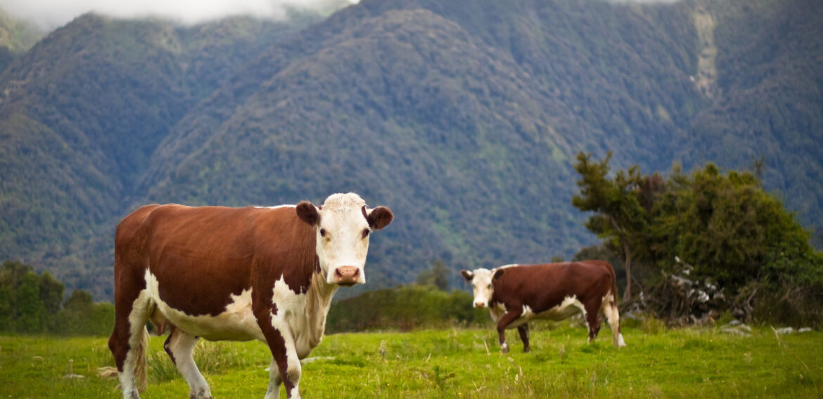 Noua Zeelandă plănuiește să impoziteze emisiile din agricultură, inclusiv cele produse de animale