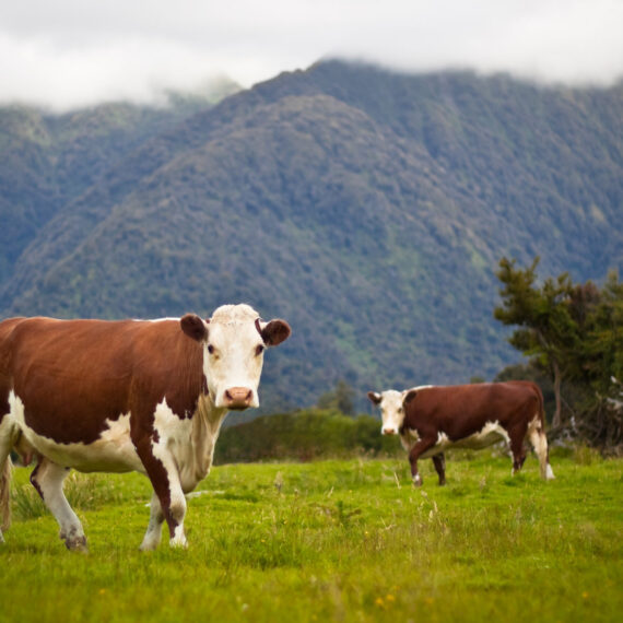 Noua Zeelandă plănuiește să impoziteze emisiile din agricultură, inclusiv cele produse de animale