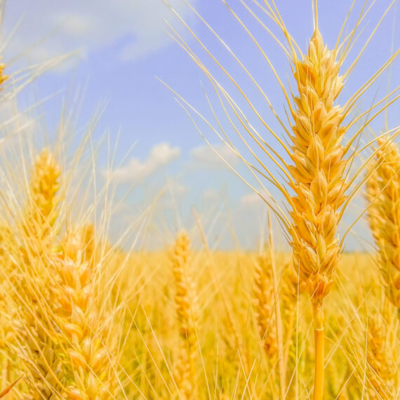 Din efectele crizei climatice: Randamentul culturilor de grâu din Australia a scăzut în ultimele trei decenii